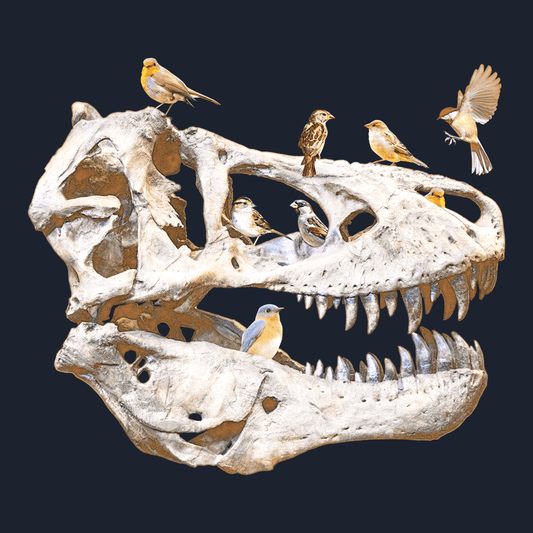 Bird Bones