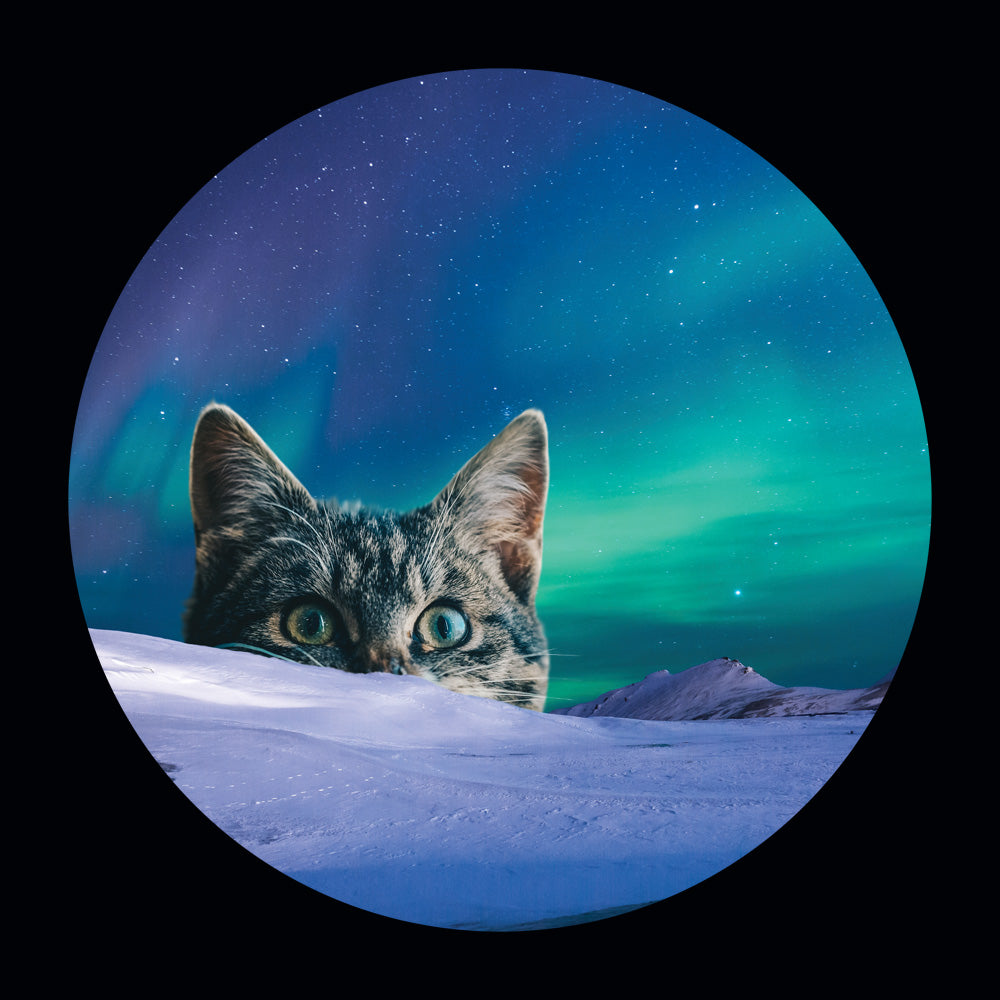 Meowthern Lights